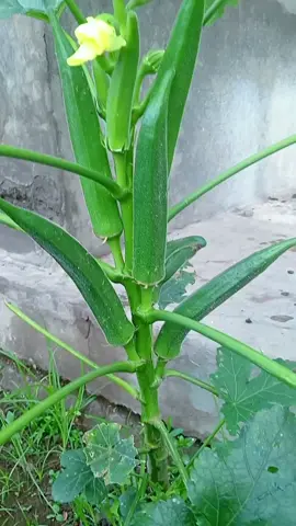sayur Okra/sayur kesehatan  #sayurokra #manfaatokra #kopiokra #petaniindonesia🇮🇩🇮🇩🇮🇩🌿🌿 