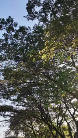 Salah satu hotel di kota Banjar Patroman - Hotel Mandiri #hotelmandiribanjar #banjarpatroman @BANJAR PATROMAN VIRAL @hotel.mandiri 