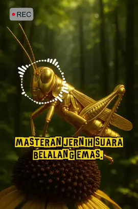 masteran suara tajam dan jernih belalang emas, cocok untuk materi burung sogon konin dan pleci. #sogonmania #fyp #viral #xybca #kicaumania #masteranburung 