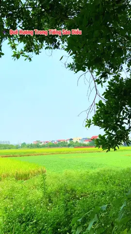 Hãy yêu cuộc sống mà bạn đang có ❤️#nhachaymoingay #xuhuongtiktok #canhqueyenbinh #quehuongtoi 