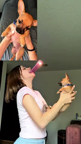 trend de perrito girando con capi JAJAJA ig:natiiuboldi