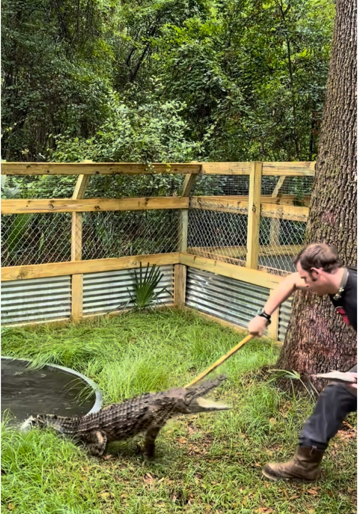 Croc feeding! Feeding Cadmus a whole tilapia fish! As usual he comes flying in HOT! He’s very fast and very snappy!  See the rest of this feeding and the other crocs posted up on yesterday’s vlog!! On my GatorChris channel on YT! ~~If you would like to donate to the care of the sanctuary animals, we greatly appreciate any support!! You can make a tax deductible donations directly through our website bellowingacres.org @bellowingacres Remember guys, we support our sanctuary through social media, so if you’d like to help the animals (for free), please like, leave a positive comment, and share!! We greatly appreciate it and so do the animals! #animaleducation  #Rescue #AnimalRescue #AnimalSanctuary #ExoticAnimals #Animals #Animals   #Gator #Alligator #crocodile #nilecroc #nilecrocodile #dangerous