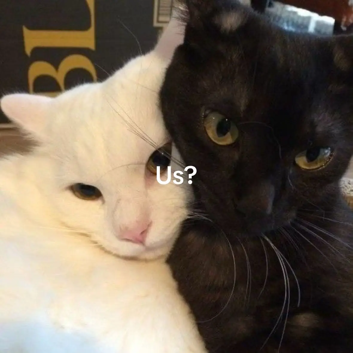 #Relationship #cat #blackandwhite #catcouple #Love #us #us? #iloveyou #mwah #blackcat #whitecat #whistle #cute #mylove #youremyperson #myperson #catmeme #cats #cuteaudio #fyp #fypシ #boyfriend #girlfriend #couple 