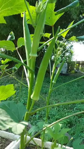 กระเจี๊ยบเขียวฝักกลมญี่ปุ่น 丸オクラ ผักที่อุดมไปด้วยวิตามินและแร่ธาตุมากมาย รวมทั้งยังมีเส้นใยทั้งที่ละลายและไม่ละลายน้ำได้สูง ปลูกง่าย ฝักกลม ขนน้อย กรุบกรอบ มีรสหวาน  กระเจี๊ยบเขียว อุดมไปด้วยสารอาหารมากมาย ที่มีคุณค่าทางโภชนาการ เช่น คาร์โบไฮเดรต เส้นใย โปรตีน โฟเลต แคลเซียม ฟอสฟอรัส โพแทสเซียม แมกนีเซียม เหล็ก วิตามินเอ วิตามินเอ วิตามินบี 1 วิตามินบี 2 และวิตามินซี อยู่ในปริมาณพอสมควร ด้วยแคลอรี่ที่ต่ำ และมีกากใยที่สูง ยังทำให้ กระเจี๊ยบเป็นหนึ่งในพืชผักที่แนะนำสำหรับผู้ป่วยโรคเบาหวาน เพราะจะช่วยในเรื่องการควบคุมระดับน้ำตาลในเลือด รวมไปถึงผู้ที่ต้องการลดน้ำหนัก *** medthai.com #TheFARMERS #กระเจี๊ยบเขียว #Sustainability #ปลูกผัก 