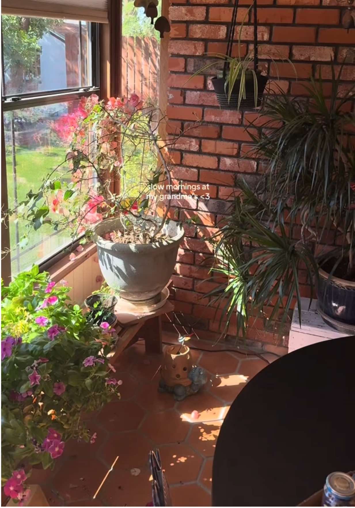 her “garden of Eden” as she calls it 🫶🏼  #visitinghome #newmexico #plantsoftiktok 