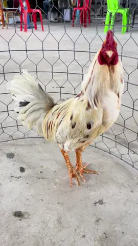 បក្សីកីឡា ចិញ្ចឹមដោយក្ដីស្រលាញ់ #បក្សីកីឡា #tik_tok #tiktokindia #tiktok #ចិញ្ចឹមដោយក្ដីស្រលាញ់ #cambodia #បក្សីប្រមាញ់កម្ពុជា🇰🇭🦅❤️ 