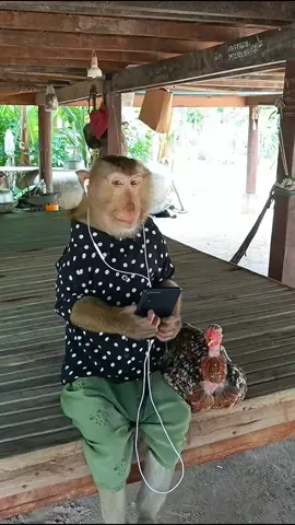 Smart Monkey Watching Movies On The Bed With Chicken
