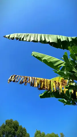 pohon pisang berlatar belakang langit biru  #cinematic  #cinematography  #videography  #pohonpisang  #langitbiru  #fyp 