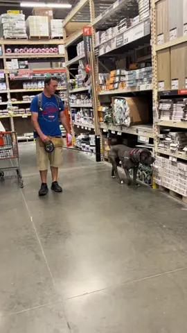 Duke and Andrew working narcotics out in a new place large quantity small quantity, grouped odor and individual odor. Fantastic job both Andrew and Duke the #canecorsopuppy #realdealdogtraining 