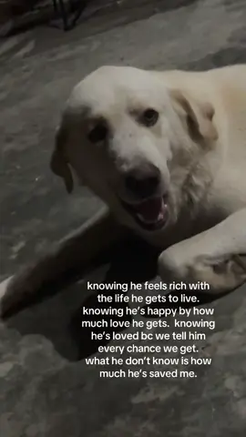 I hope you live forever 🤍🫶🏼 been with me through the worst but making it to the best 🥰 #son #dogtok #dogmom #fypシ #fyp #creatorsearchinsights 