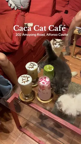 Cafés that feels like visiting a friend’s home for coffee 😌🐾✨ #cacacatcafe #catcafeph #catcafephilippines #cafeincavite 