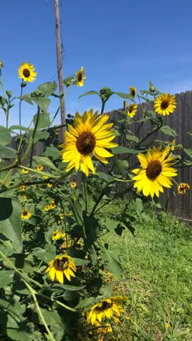 I bet pollenating and get that sunflower fix just be mfkn hittin if ur a bee 🐝 #bees #fyp 
