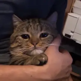 K.        #fyp #foryoupage #fypシ゚ #sad #cat #sadcatcryingondiffirentsong 