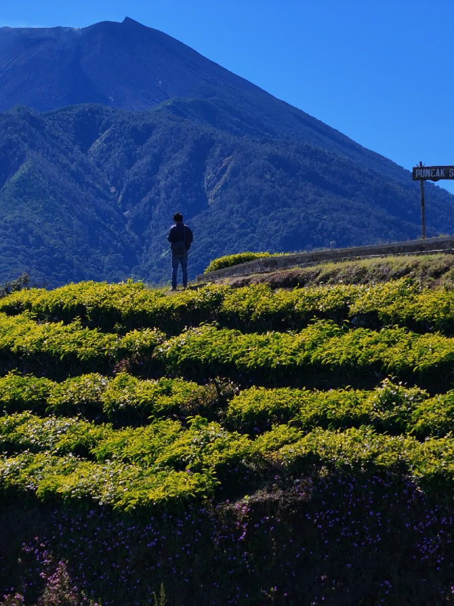 puncak sakub 2050 mdpl #kaligua #gunungslamet #paguyangan #brebes #bumiayu #wisatabrebes #wisatabumiayu #puncaksakub #kebuntehkaligua #fypシ #foryoupage #fyp 