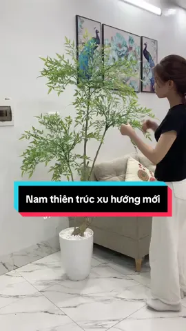 Nam thiên trúc xu hướng mới decor hiện tại #caygia #xuhuong #trend #caycongtrinh #cayquancafe #caytrangtriquancafe 