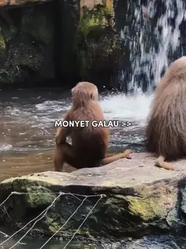 tag temen kalian yg suka galau #monyet #galaubrutal #viral #fyp 