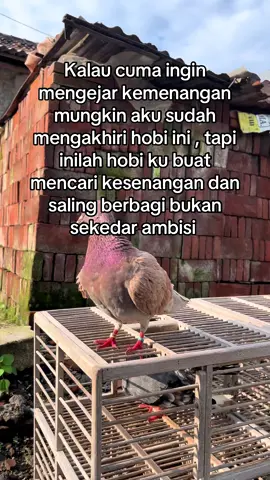 Mboten pareng muluk muluk 🦾#fyppppppppppppppppppppppp #masukberanda #merpatilovers #merpatibalapindonesia #merpatibalapsprint #merpatikolongbebas #xyzbca #fouryoupage #fypシ゚ 