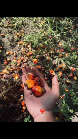 Just konten #berondolsawit #riau #kampar 