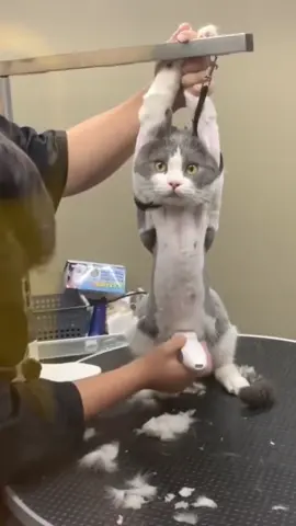Fur Gone in 3 Swipes#pethairremover #catloverstreet #animalsoftiktok #PetsOfTikTok #CreateToWin #cattok #cats #cat #pet #catslove #tiktokshopping #pets