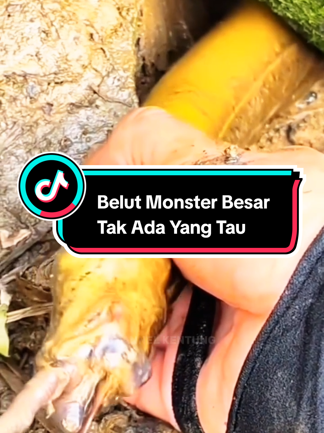 Bersembunyi Ternyata Belutnya Langsung Di Pancing Langsung Kena Belutnya 😱#fyp #belutbabon #mancingbelut #trending #trending #viral #belutmonster #mancingbelutsawah #sorotan 