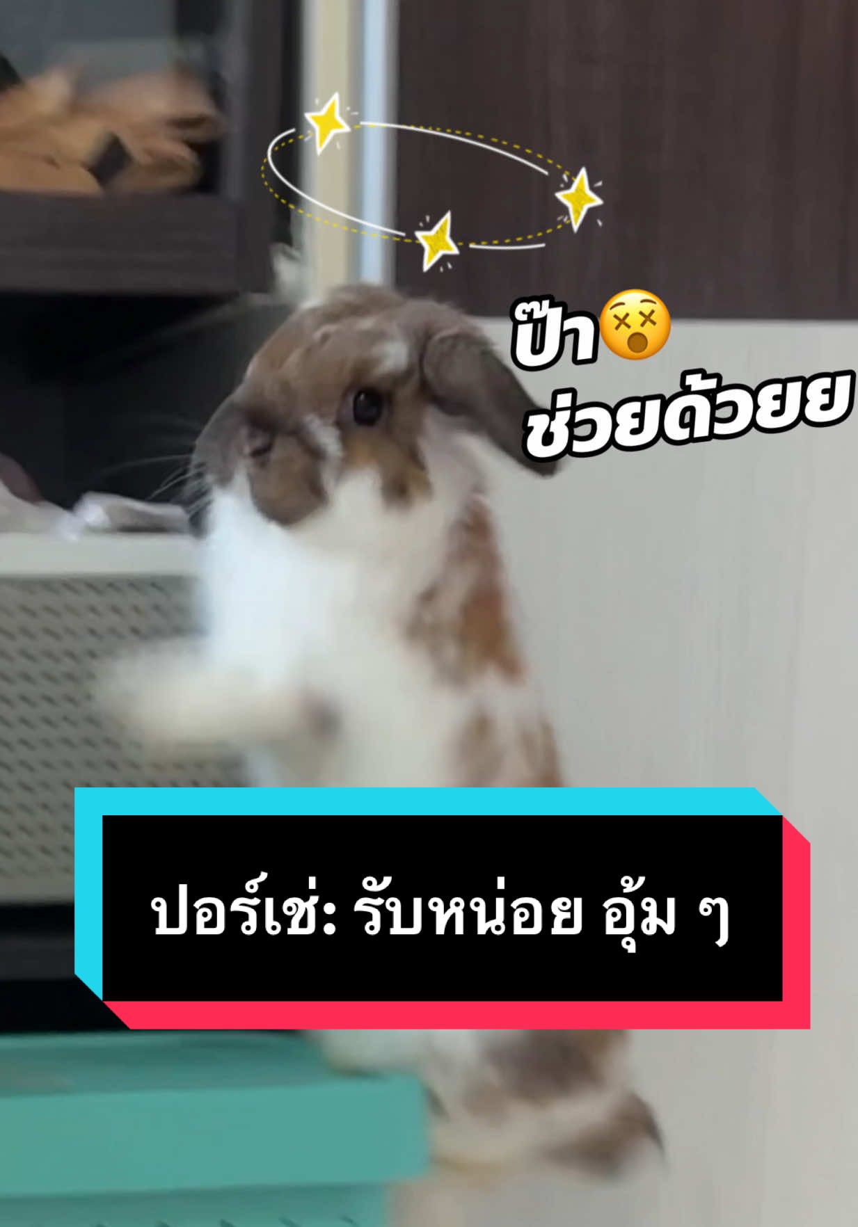 ปอร์เช่เจ็บแล้วปอร์เช่เข็ดมั้ย ทำไมป๊าไม่ช่วย😖😫 #rabbit #hollandlop #bunny #pet #pets #petlover #PetsOfTikTok 