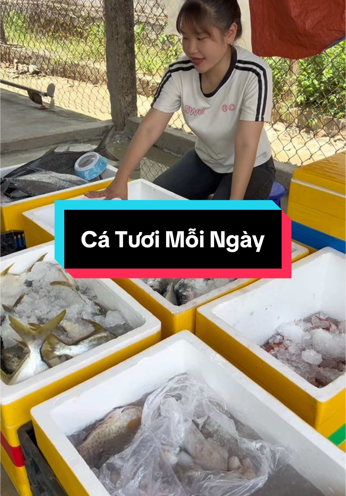 Cá Tươi Mỗi Ngày #hảisản #haisan #cá #mực #catuoimoingay #76quangngai #quangngai #cábiển #thinhhanh #fyp #xuhuong #catuoi 