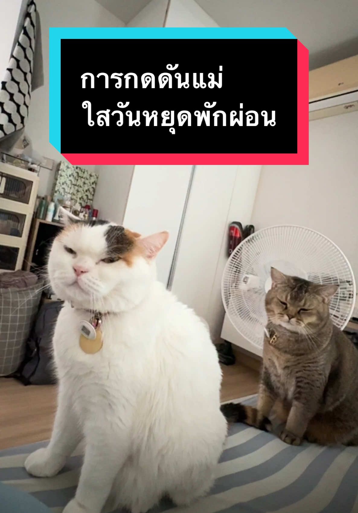 วันหยุดอ่า ขอนอนไม่ได้หรา 🥲 #มูมินแมวเหนียง #มู้ดดี้แมวแสบ #แมวน่ารัก #แมวอ้วน #สวนสัตว์tiktok #catsoftiktok 