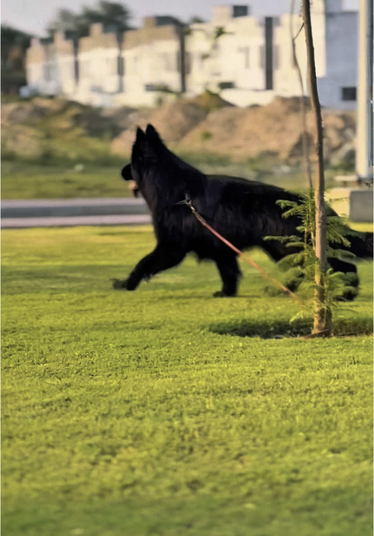 Devil 🖤❤️ king of ring #viral#trending #foryoupage #germanshepherds #unfrezzmyaccount #fyp #dogsoftiktok #growmyaccount #puppylove #devil #puppiesoftiktok #millionviews #a1petresort 