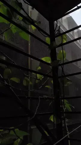 মনের তীব্র শোক কিংবা আক্ষেপ নিয়ে পৃথিবীর কোনো আনন্দ'ই উপভোগ করা যায় না। #foryoupage #viralvideo #tiktok #viral #_nayem_74 