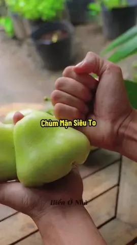 Chùm mận xanh siêu to khổng lồ #hienonha 