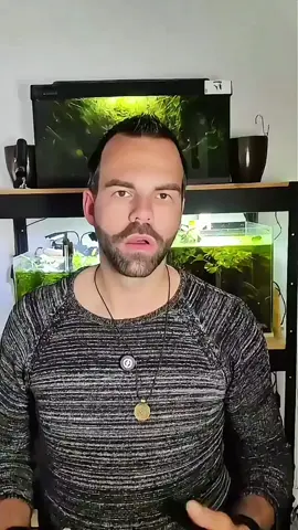 Aqua Birne Futter im Einsatz im Aquarium: Die Garnelen lieben unter anderem den Premium Pudding, Blütenpollen, Paprika Sticks & das Pure&Basic Powder - und sogar die Fische sind dabei! Optimal abgestimmt für Garnelen, Schnecken & Co. 🦐🐌🐟🦞🦀🤠👍 Danke auch von Herzen an @Barschfan Aqualive für das tolle Video, schaut gerne auch mal bei ihm vorbei. --- Das freut auch meine Lieblinge in meiner Aquarium Zuchtanlage: Zwerggarnelen / Garnelen, Aquariumschnecken / Schnecken, Krebse, Krabben, Wasserpflanzen, Moose uvm. 🦐🌿 Aqua Birne Shop: Aqua - Birne . de 🐌🦞 ▶️ Folge mir gerne für mehr! Aquaristische Grüße Daniel Birnbaum, die Aqua Birne 🍐🤠👍 . . . #Aquarium #garnelen #garnelenaquarium #garnelenbecken #nanocube #nanoaquarium #neocaridina #caridina #aquascaping #garnelenzucht #garnelenfutter #schneckenfutter #fischfutter #zwerggarnelen #aquaristik #fische