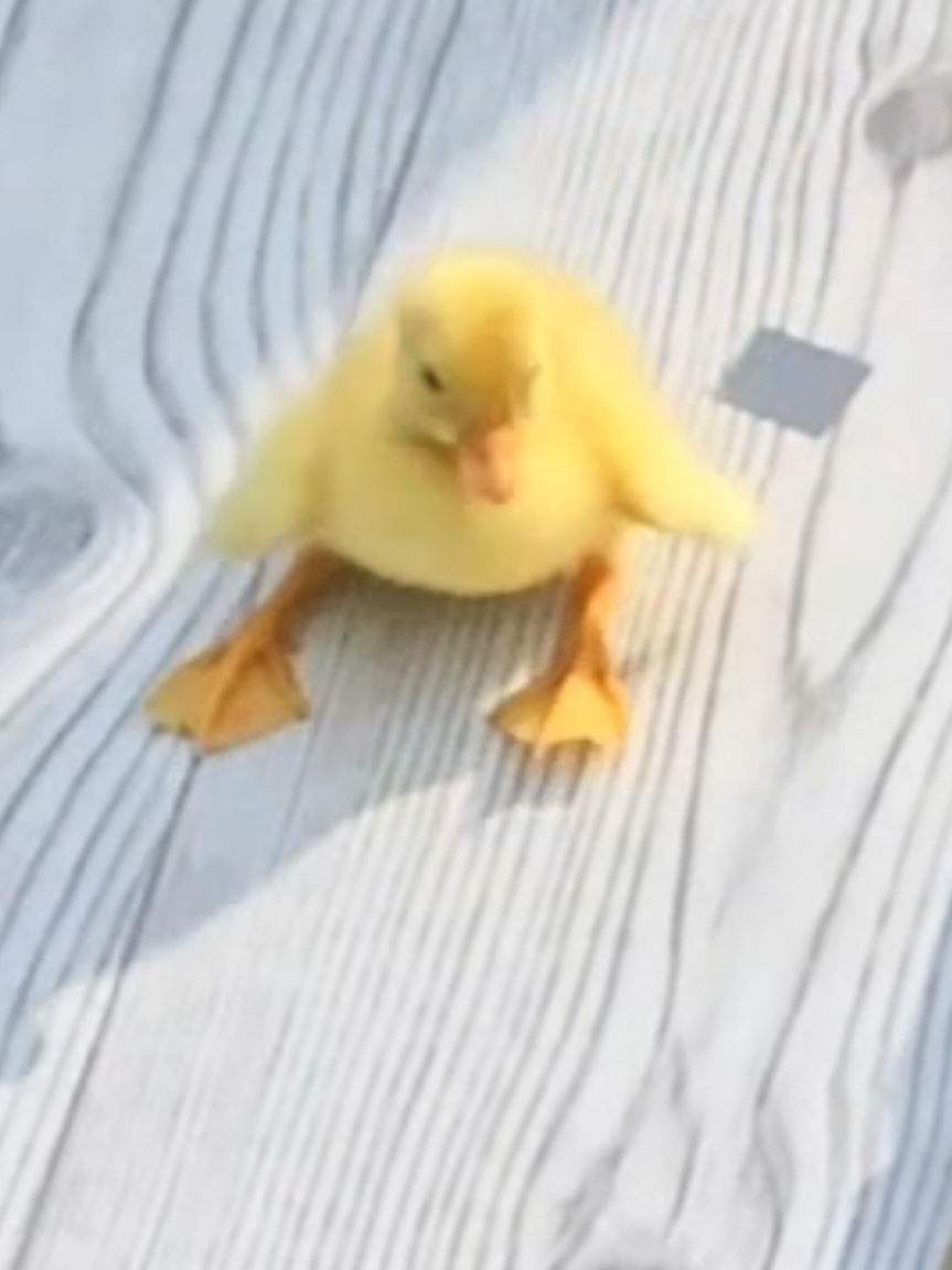 Daily doses ducks 🦆 🪿  #dailydosesducks #DDD #ducksoftiktok #duckling #ducklings #funnyduck #trending #fyp #farmlife #loveducks #loveanimals #ducks #callducks #funnytunes #disney isney