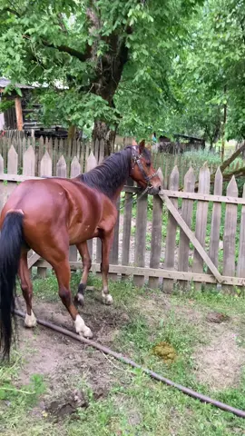 #ფორიუზეა? #rge ბუიან❤️☝🏻