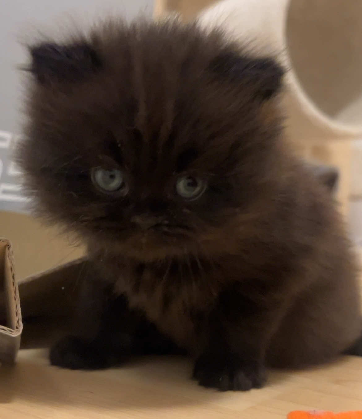#fy #fyp #cat #catsoftiktok #kitten #kittycat #tiktokchallenge #cute #fyf #viral #foryour #beniöneçıkart 