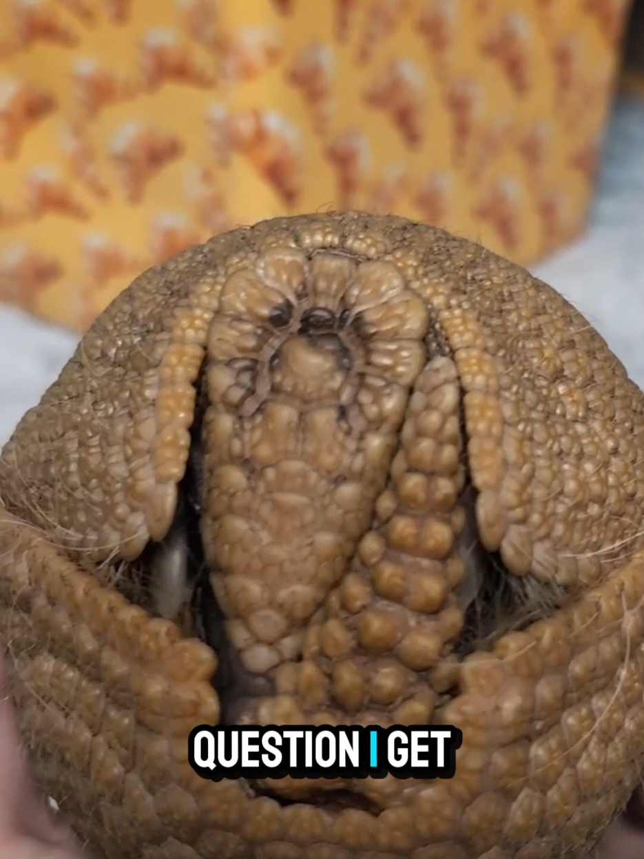 Does Croissant know his name? #croissant #armadillo #threebandedarmadillo #animals #glasses 