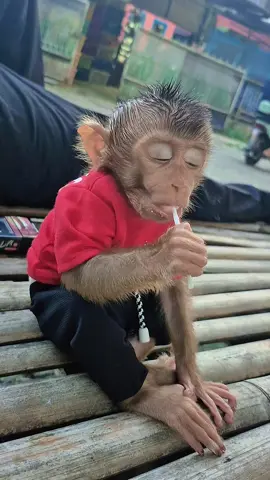 makan premen smpe ngtantuk ngantuk..#chiko_ganteng #fyp #fyp 