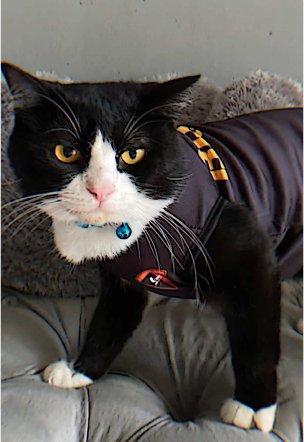 abang abang imob yang ini gada obat kan ontyyy #brimob #catsoftiktok 