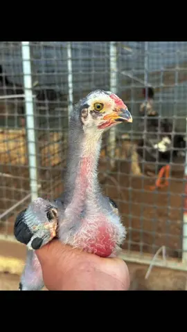 ô thiên thần tí hon 🥰#gachoivietnam #ga #gàchọiviệtnam #xuhuong #gà_chọi_việt_nam #xuhuonggachoi #gà #gachoivietnam 