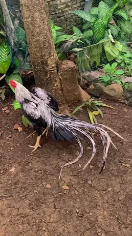 jan nyeni woo#ekorlidisuper #assettocorsa #wi #ayamimpor #fy#soudviral #nonsabung #masukberanda 