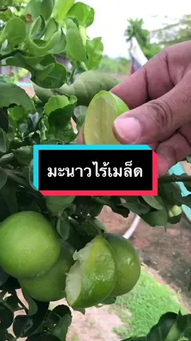 เปลือกบางน้ำเยอะ มะนาวไร้เมล็ด ลูกใหญ่ 10-12 ลูก (1กิโล) #มะนาว #มะนาวไร้เมล็ด 