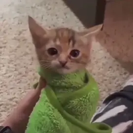 uh hahaha #cat 😺