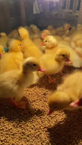 #peternak #peternakmuda #pemula #bebek #daging #hewan #fypage #bebekirfan 