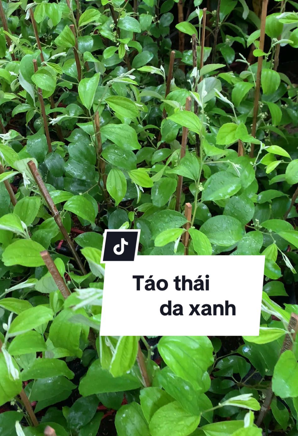 CÂY TÁO THÁI DA XANH 🍀- Cây đang sẵn hoa, bầu rễ cứng cáp. Combo 2 cây táo da xanh có giá Ư.U Đ.Ã.I đây ạ#vuacaygionghuyenlinh #huyenlinhgarden #xuhuong #taothaidaxanh 