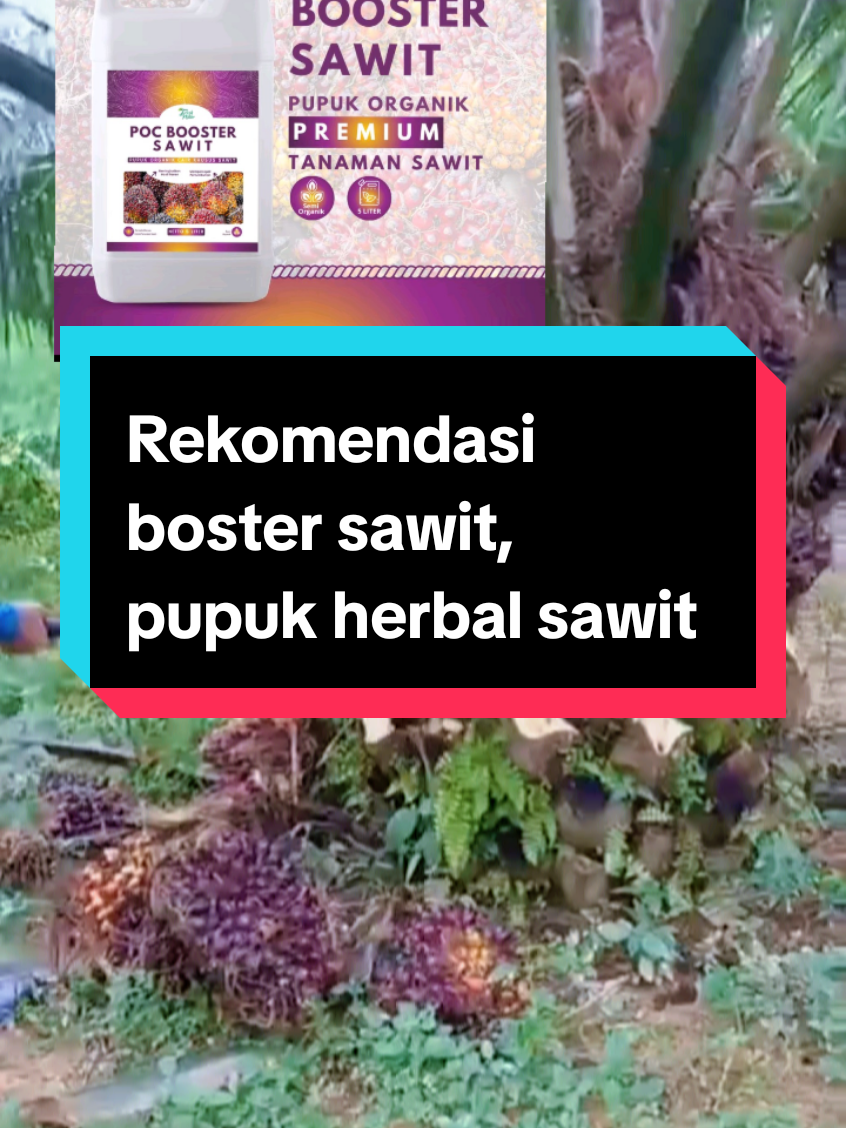 REKOMENDASI poc boster sawit pupuk herbal untuk sawit #pocbostersawit #pupuksawit #sawit #petanisawit #creatorsearchinsights #fyp 
