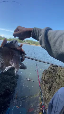 Dapat ikan bekukon hitam di muara sodong Adipala #mancing #mancingmania #castingbabygt #casting #mancingliar #castingpinggiran 