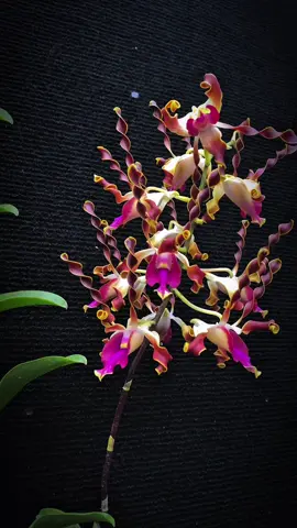 Lasiantera X riverside secondary school  Mlintir cakeep 😍 #petanianggrek #orchid #orchidlover #anggrekmalang #orchidmalang #jayalahpetanianggrek #dendrobium #anggrekkoleksi #dendrobiumlasiantera