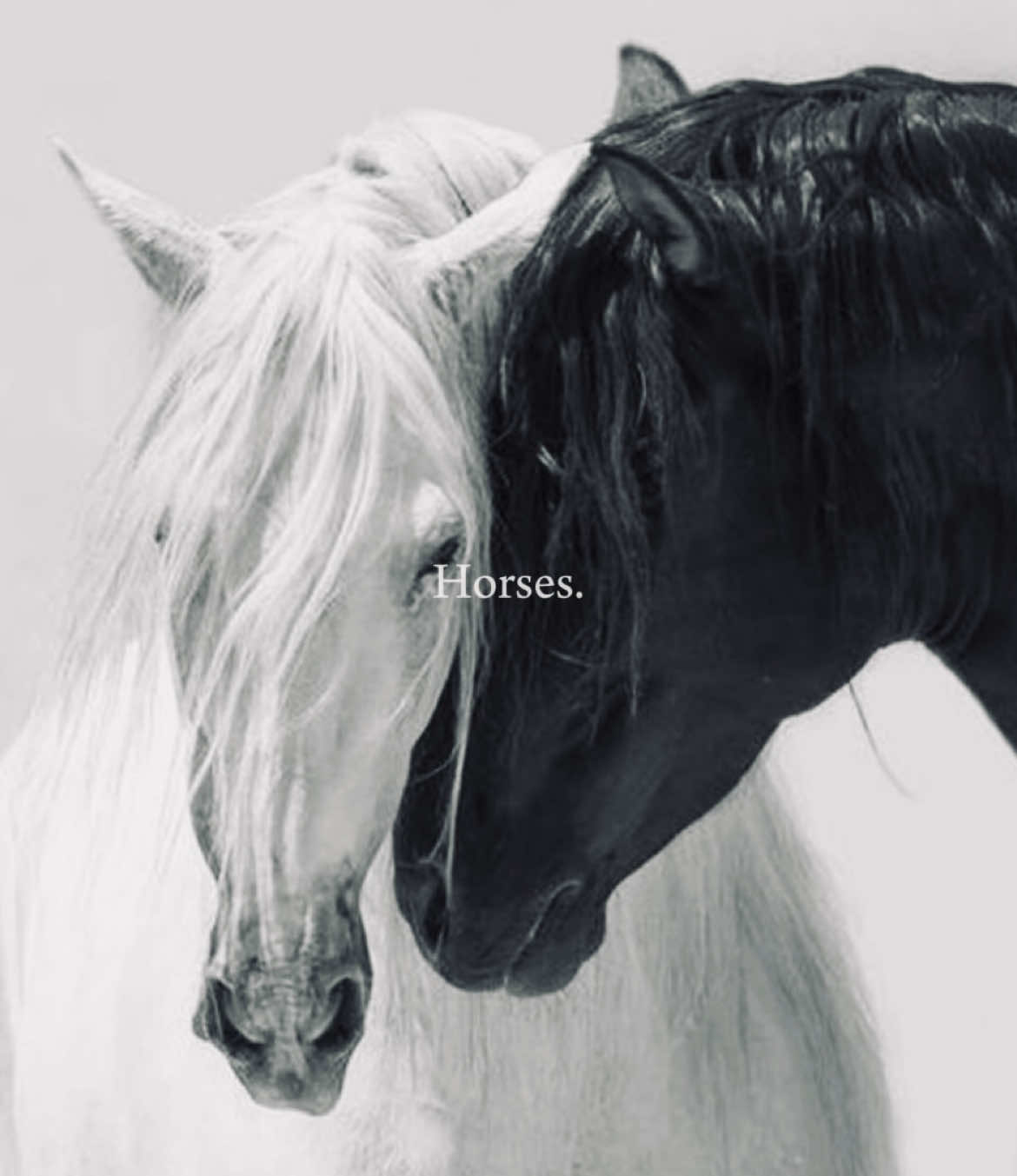 Spirit animal.                                       #westcol #cowgirl #country #countrymusic #countryroads #Home #oldwest #california #californiadreaming #aesthetic #horses #horse #spiritanimal 