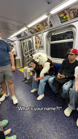 This woman loved meeting Lumi in his natural habitat 🥰 #samoyed #dog #nyc #dogsoftiktok 