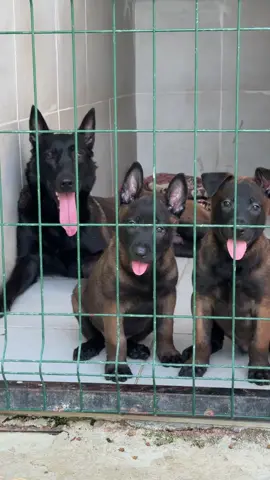 #belçikamalinois #k9 #dog #malinois #belgianmalinois #belçikakurduyavru #belçikakurdu 
