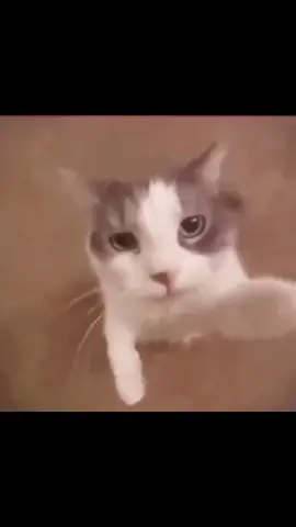 Please humans make me viral again🥰#kissingcat#sweetcat#cat 